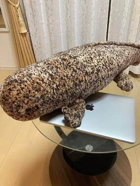 「普通はいない。いちゃいけない」場所にオオサンショウウオ…高梁川付近で男性が偶然発見【岡山・倉敷市】