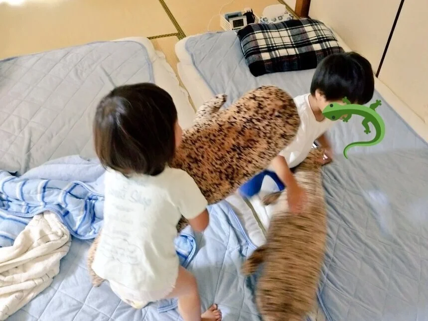 「普通はいない。いちゃいけない」場所にオオサンショウウオ…高梁川付近で男性が偶然発見【岡山・倉敷市】