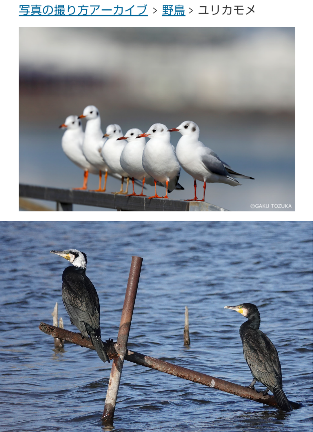 ゆりかもめ（新橋〜豊洲）を語ろう