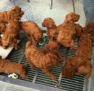 【1K】家で揚げ物しますか？【1ルーム】