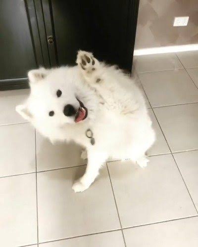 愛くるしい画像で癒やされたい