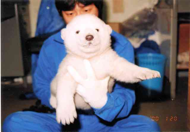 愛くるしい画像で癒やされたい