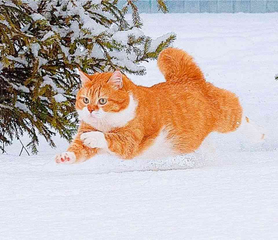 愛くるしい画像で癒やされたい