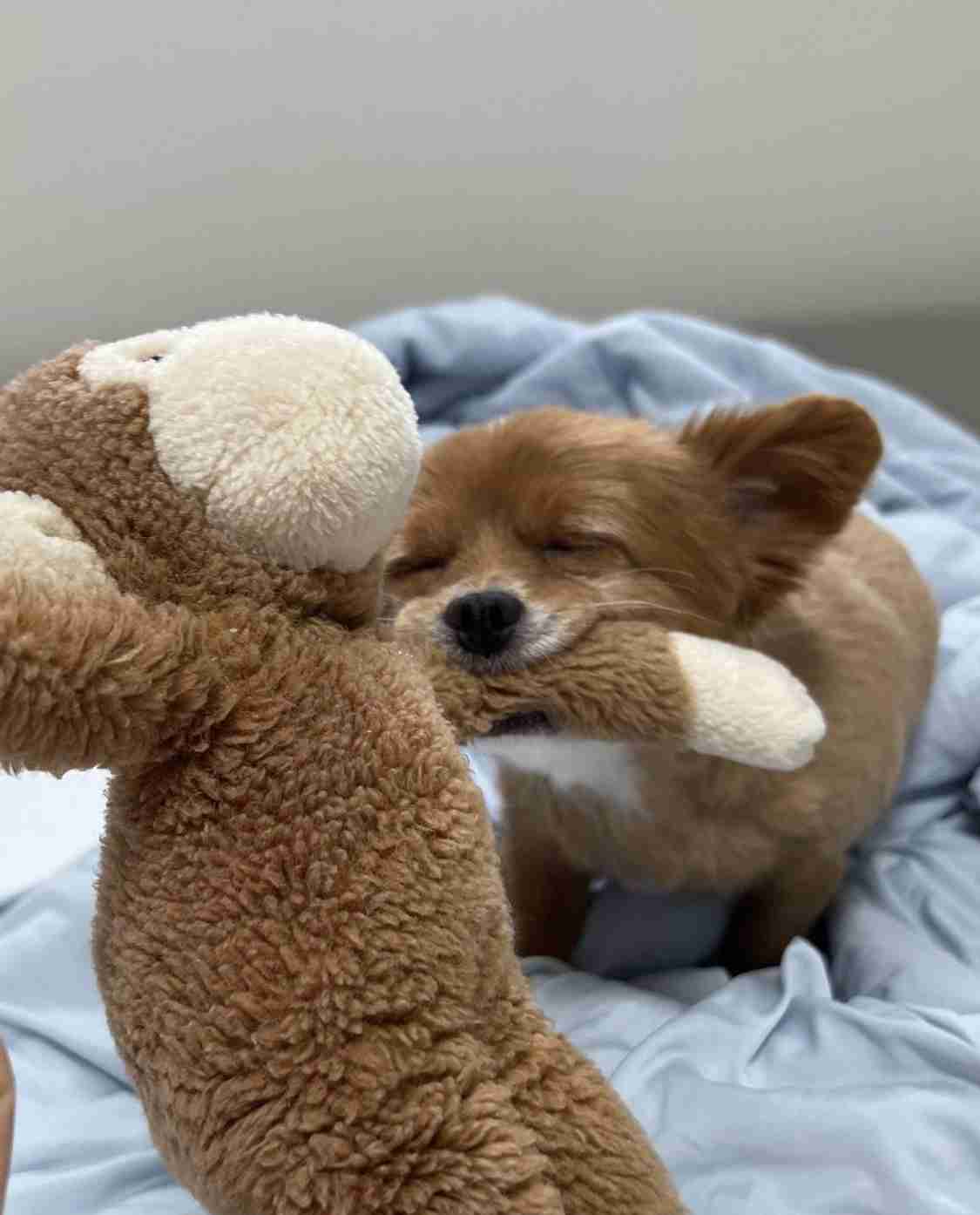 愛くるしい画像で癒やされたい