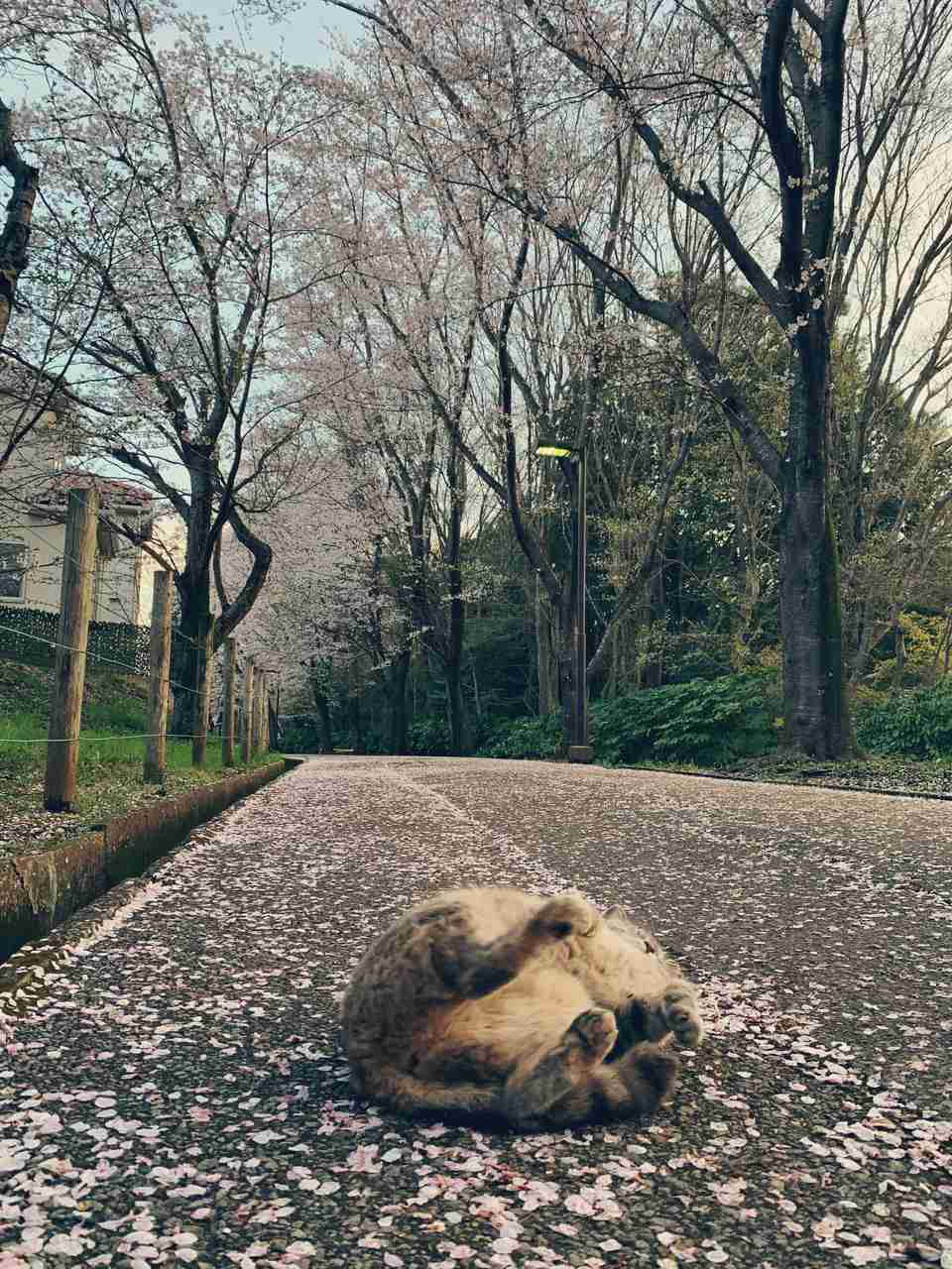 愛くるしい画像で癒やされたい