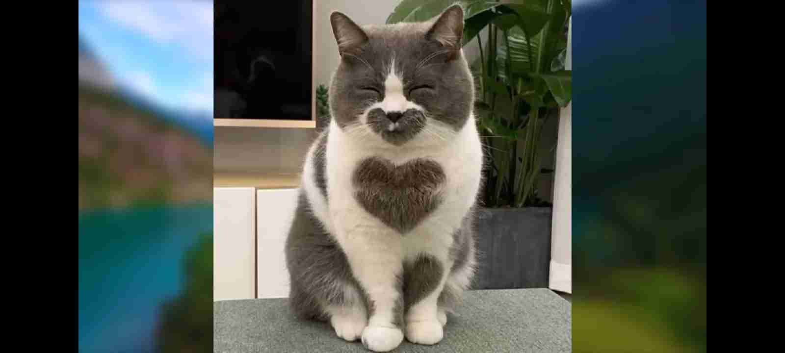 愛くるしい画像で癒やされたい