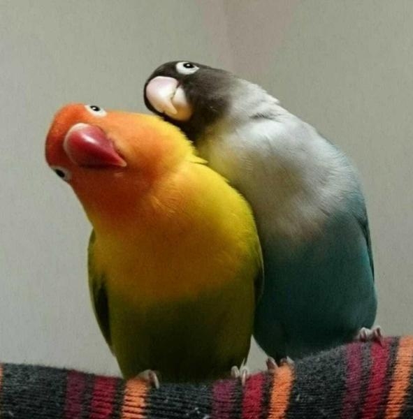 愛くるしい画像で癒やされたい