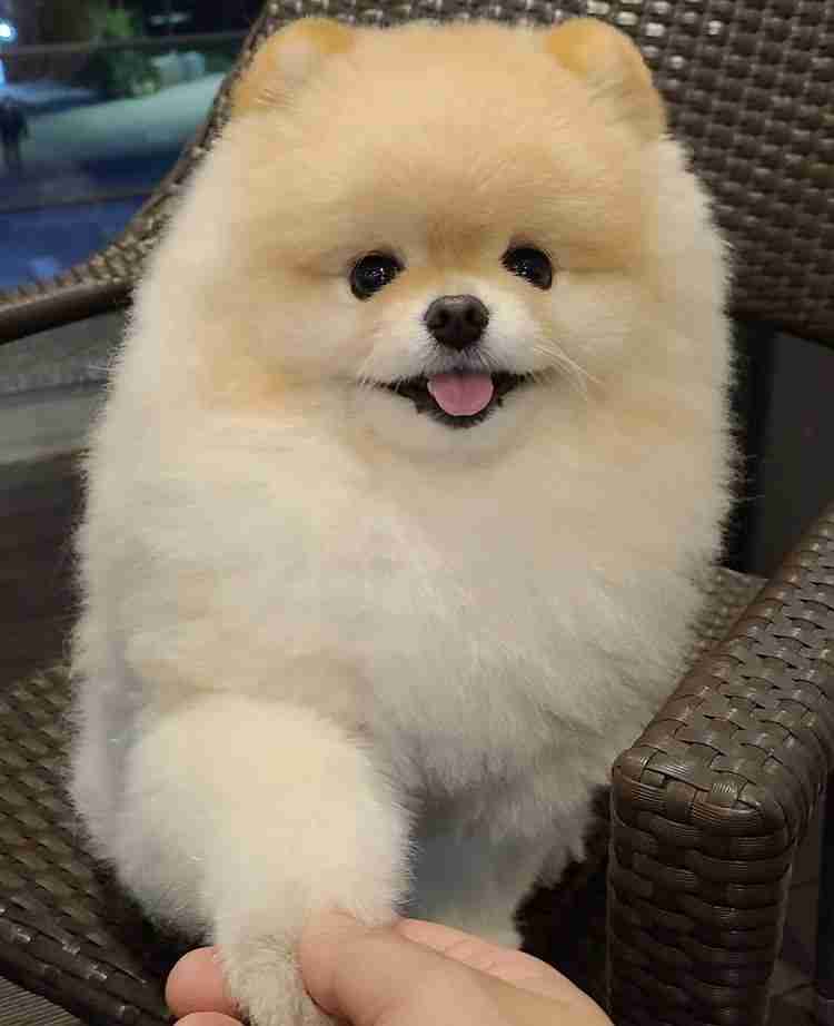 愛くるしい画像で癒やされたい