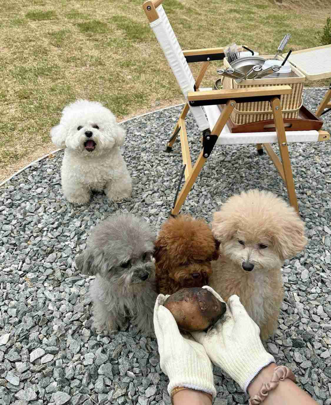 愛くるしい画像で癒やされたい