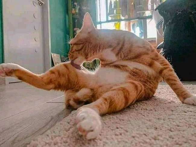 愛くるしい画像で癒やされたい