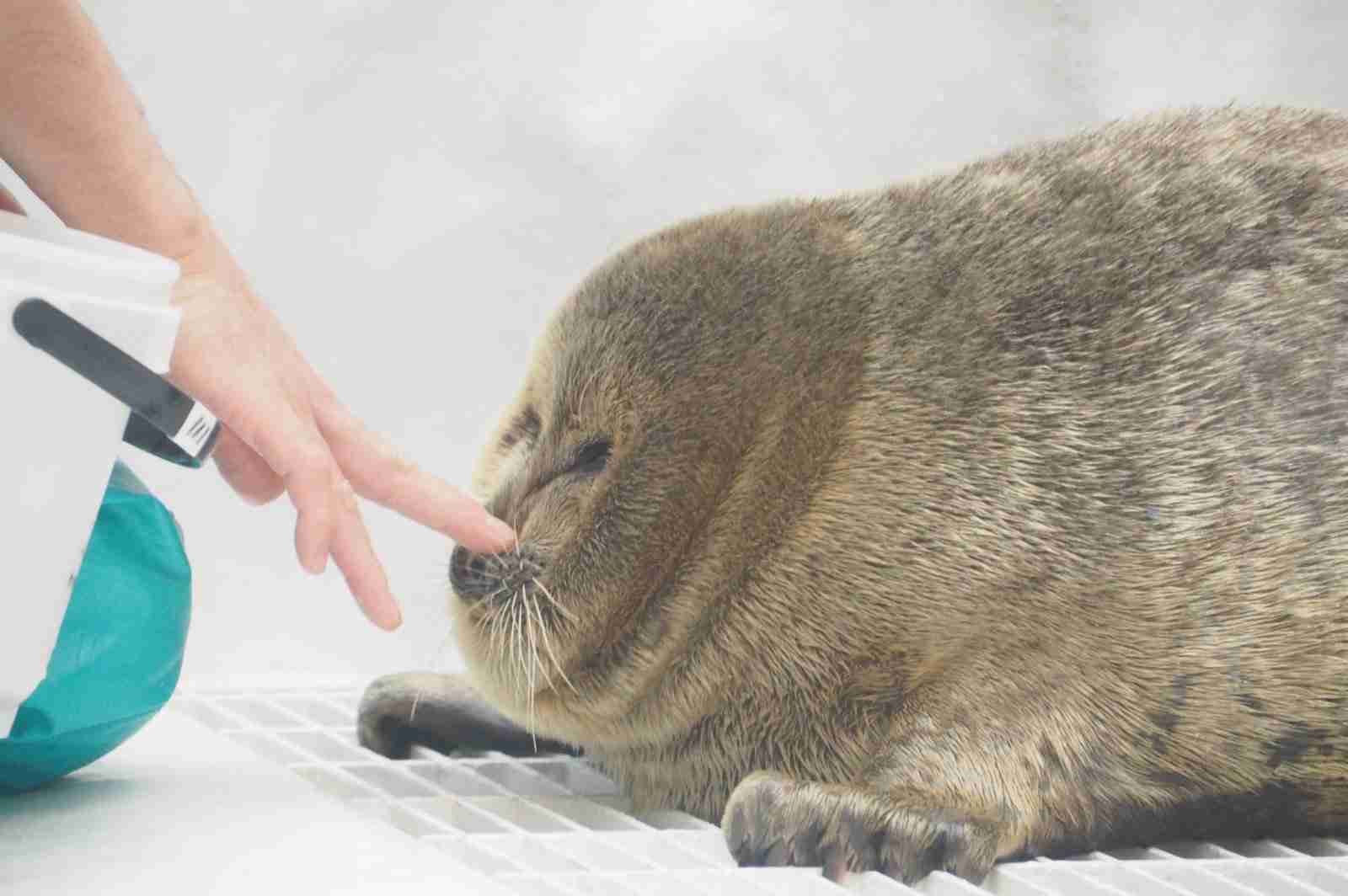 愛くるしい画像で癒やされたい