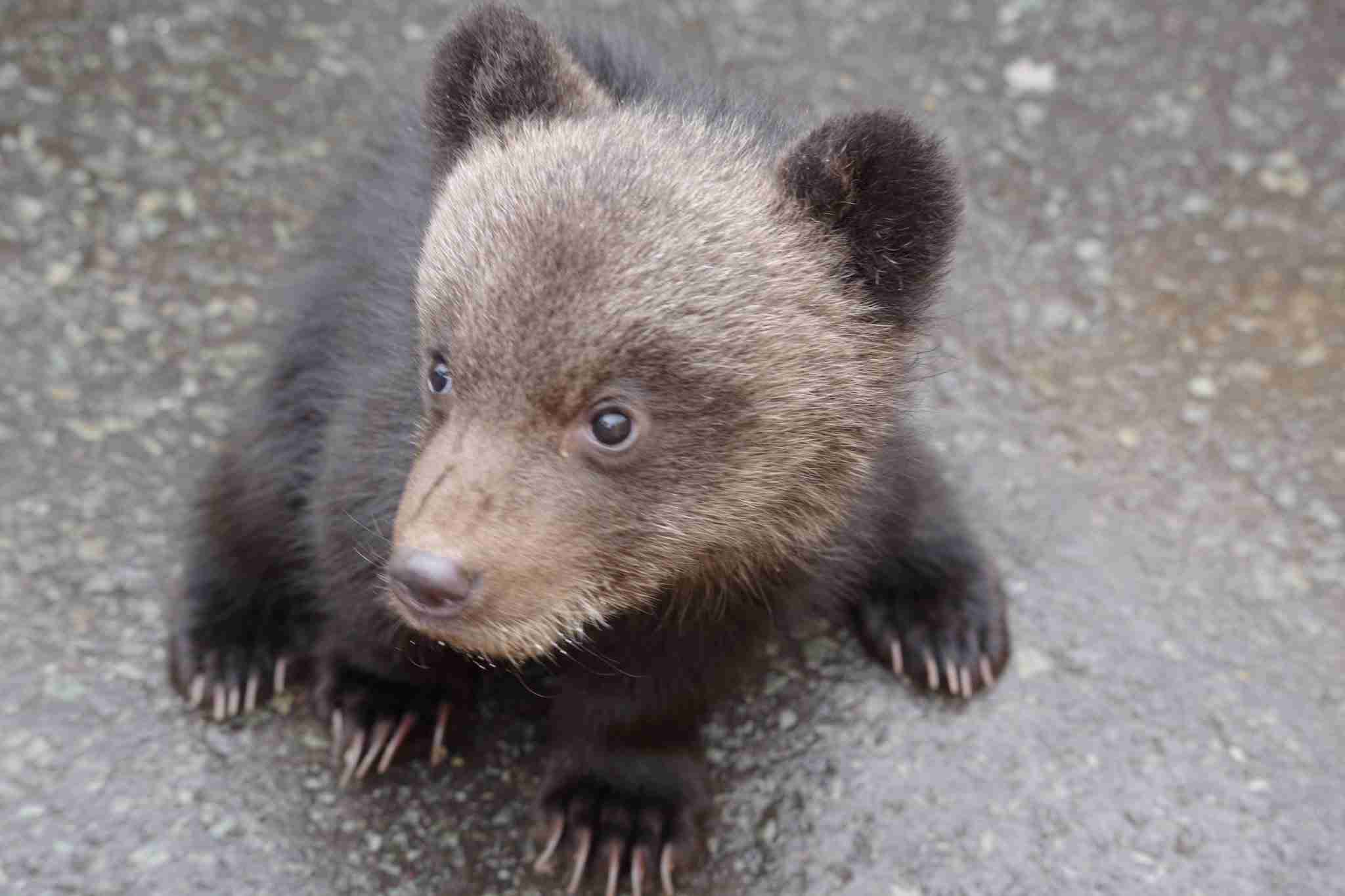 愛くるしい画像で癒やされたい