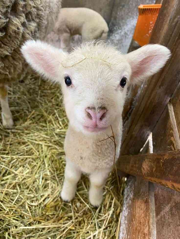 愛くるしい画像で癒やされたい