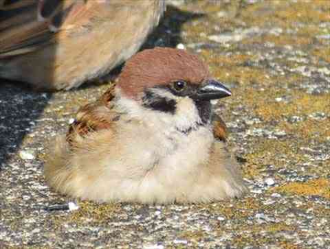 愛くるしい画像で癒やされたい