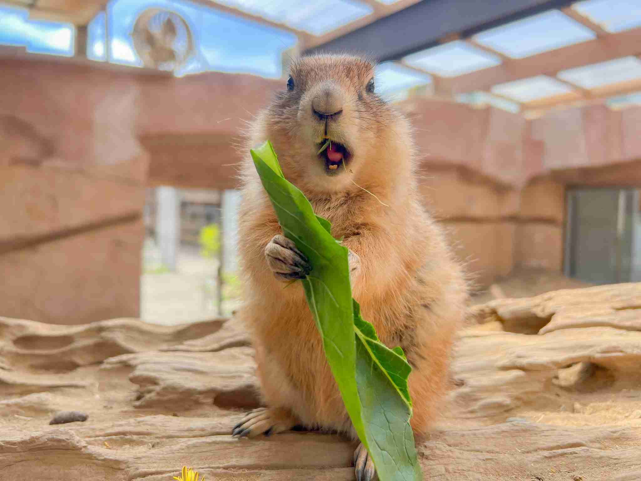 愛くるしい画像で癒やされたい