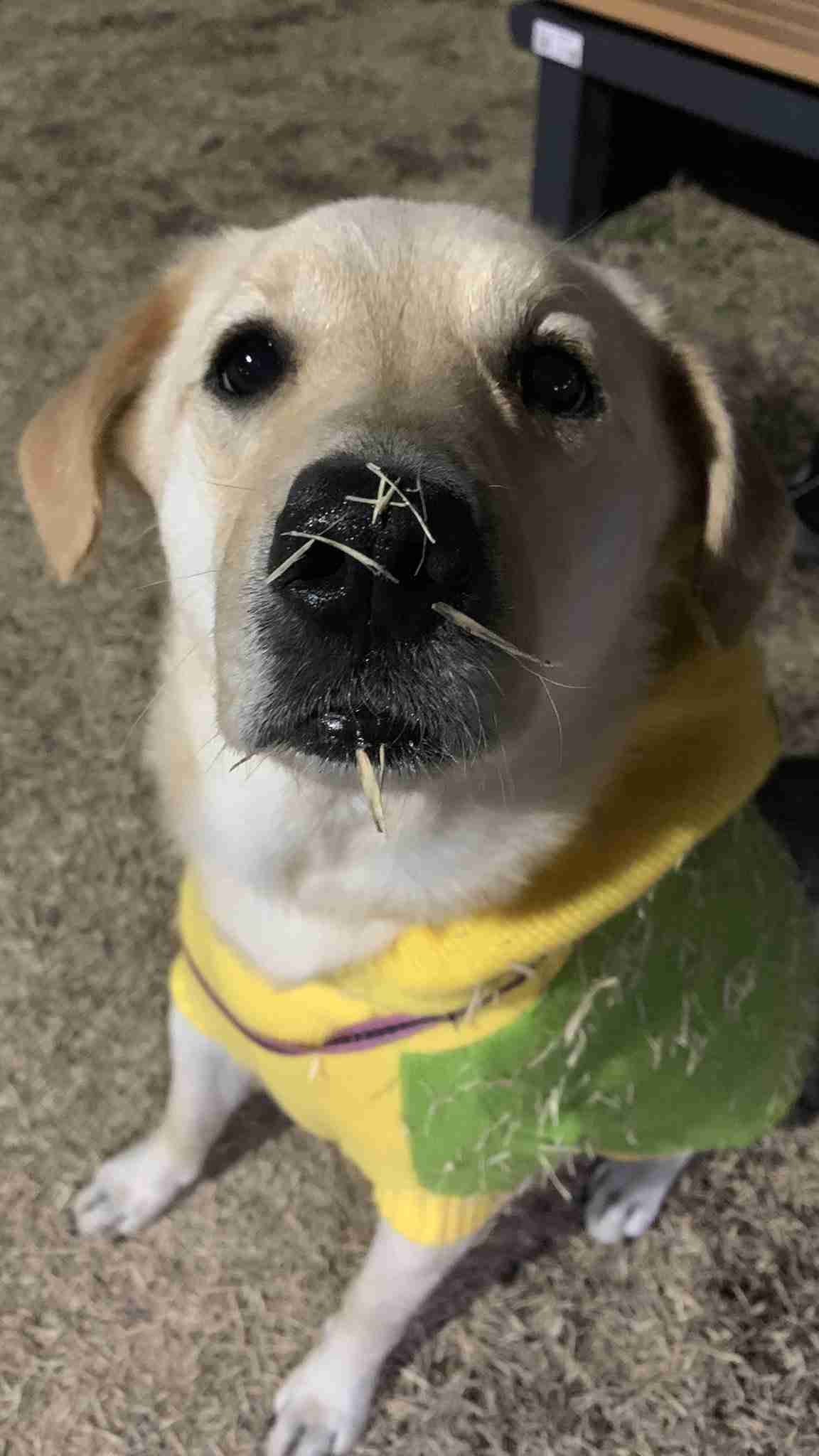 愛くるしい画像で癒やされたい