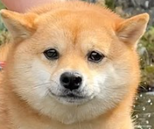 愛くるしい画像で癒やされたい