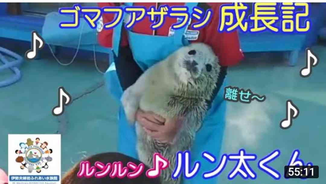 愛くるしい画像で癒やされたい