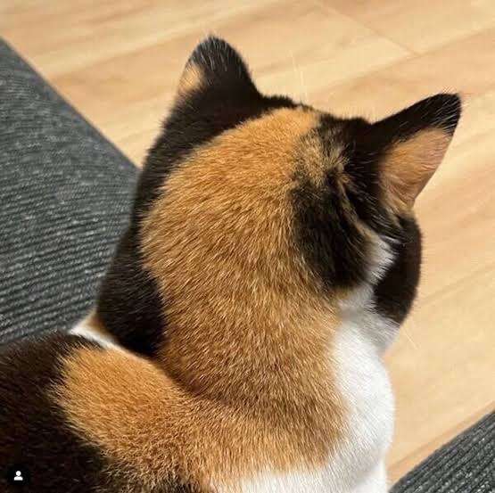 愛くるしい画像で癒やされたい