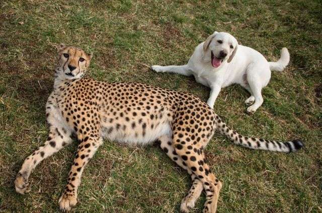 愛くるしい画像で癒やされたい