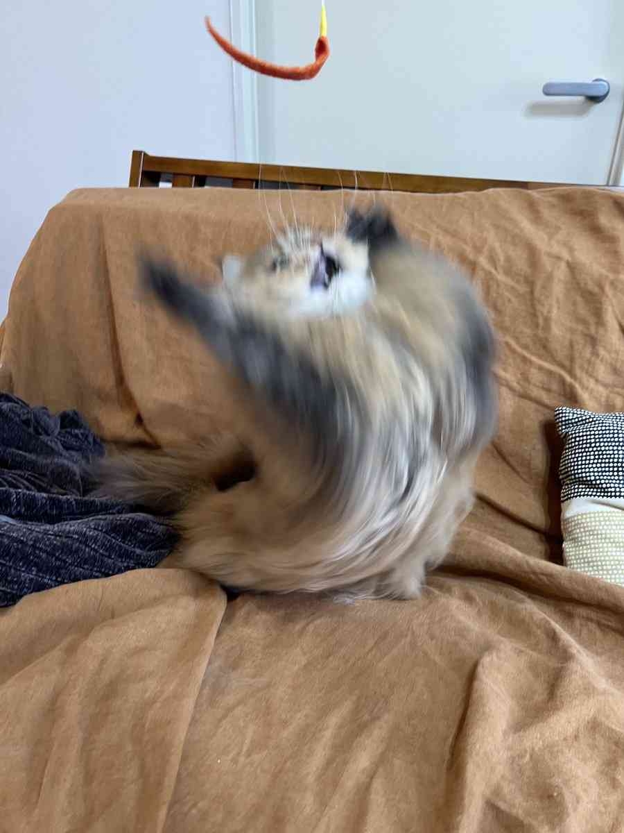 愛くるしい画像で癒やされたい