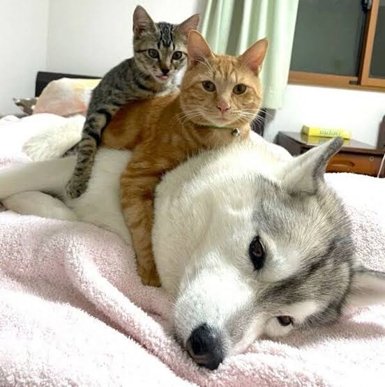 愛くるしい画像で癒やされたい