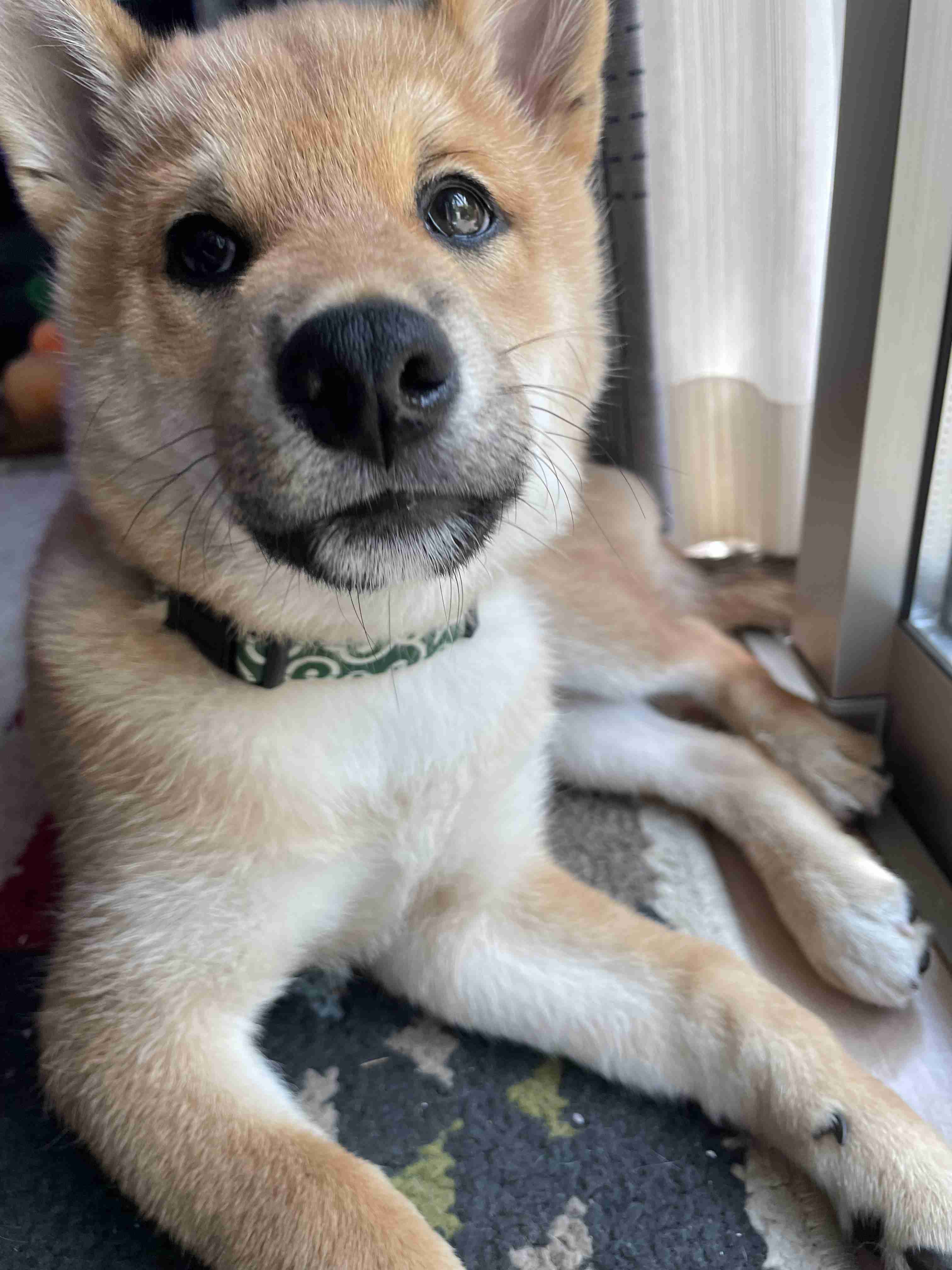 愛くるしい画像で癒やされたい