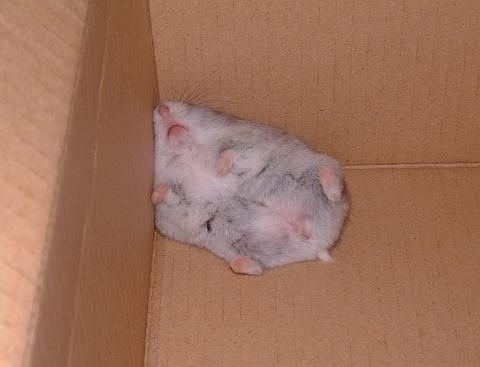 愛くるしい画像で癒やされたい