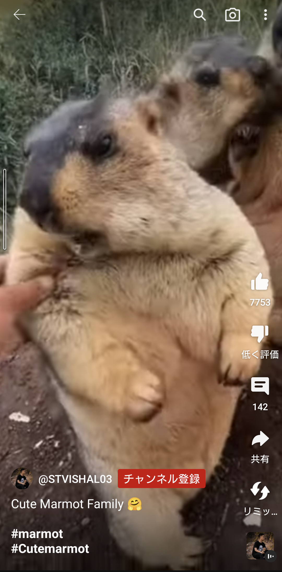 愛くるしい画像で癒やされたい