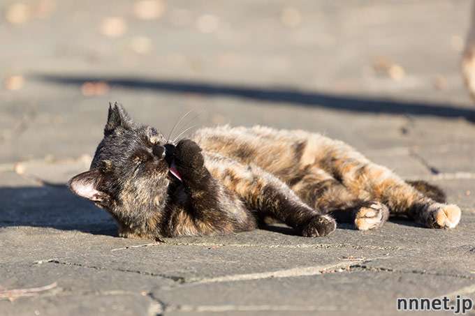 愛くるしい画像で癒やされたい