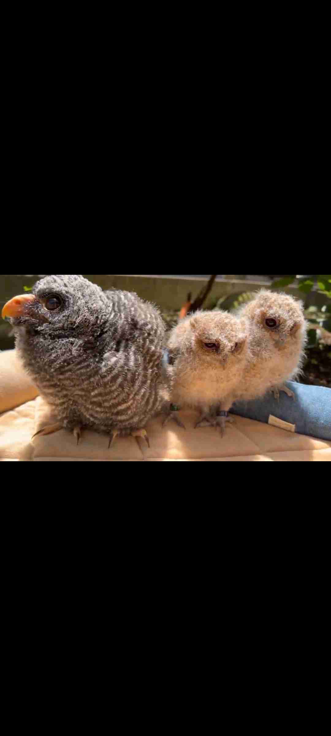 愛くるしい画像で癒やされたい