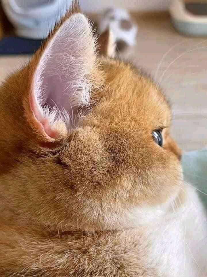 愛くるしい画像で癒やされたい