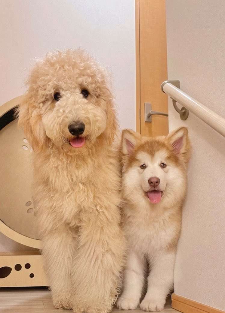 愛くるしい画像で癒やされたい