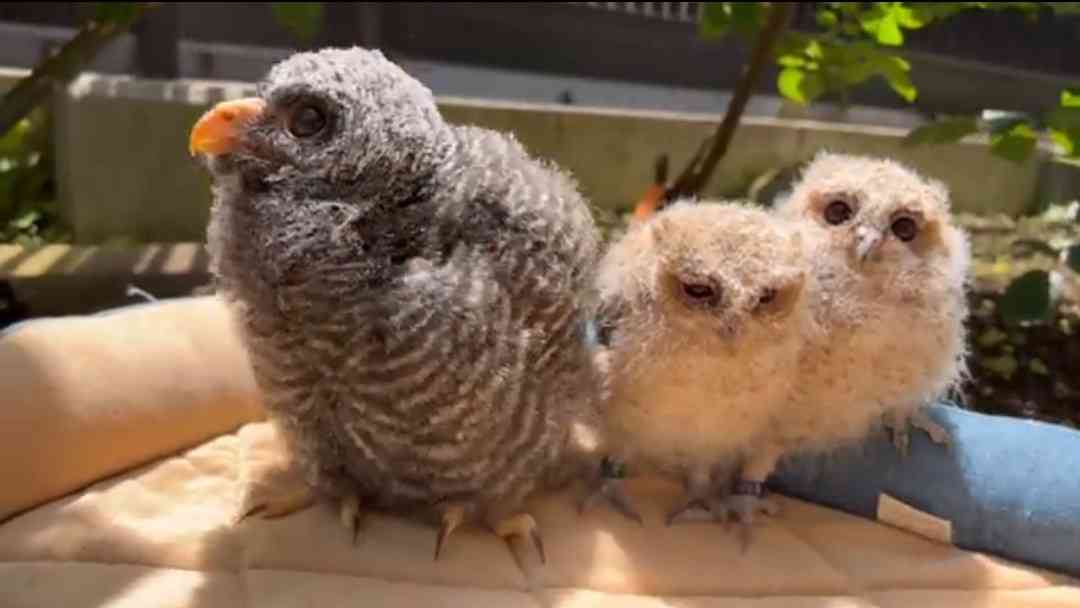 愛くるしい画像で癒やされたい