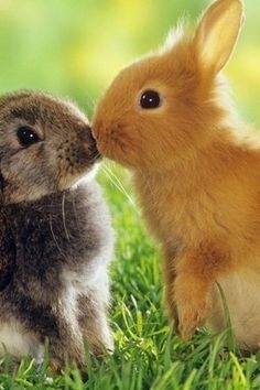 愛くるしい画像で癒やされたい