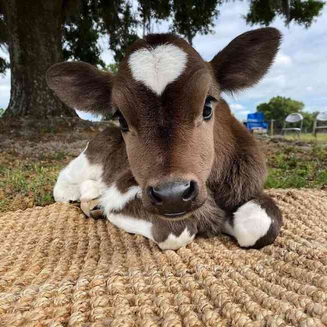 愛くるしい画像で癒やされたい