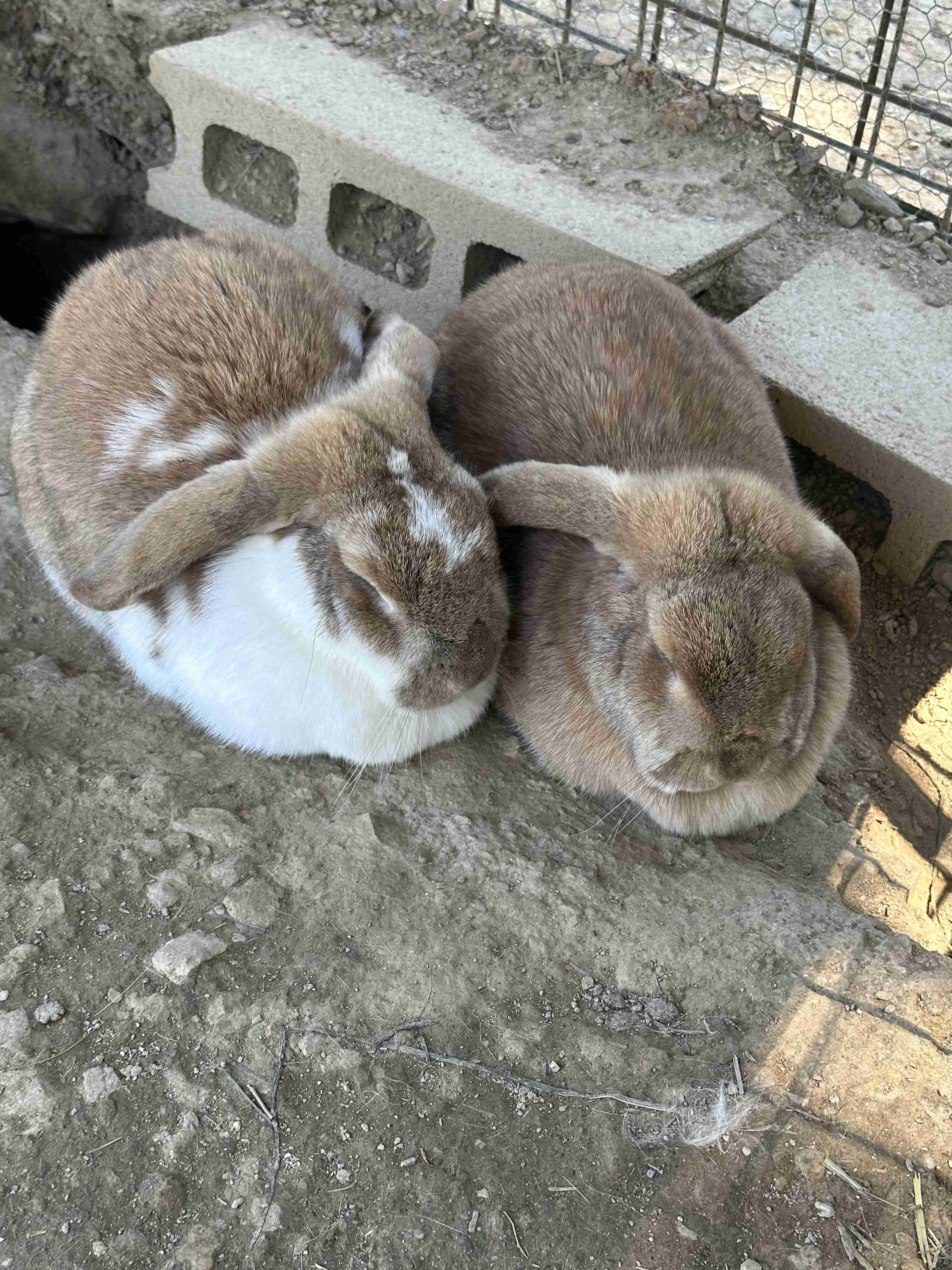 愛くるしい画像で癒やされたい