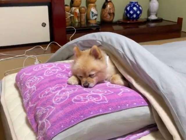 愛くるしい画像で癒やされたい