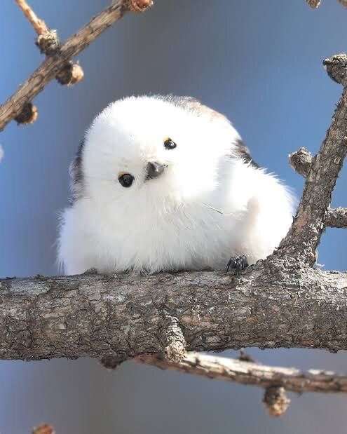 愛くるしい画像で癒やされたい