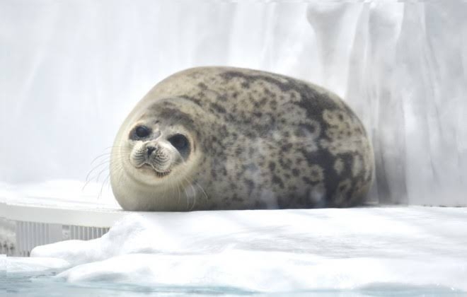 愛くるしい画像で癒やされたい