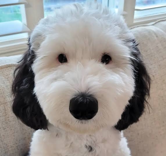 愛くるしい画像で癒やされたい