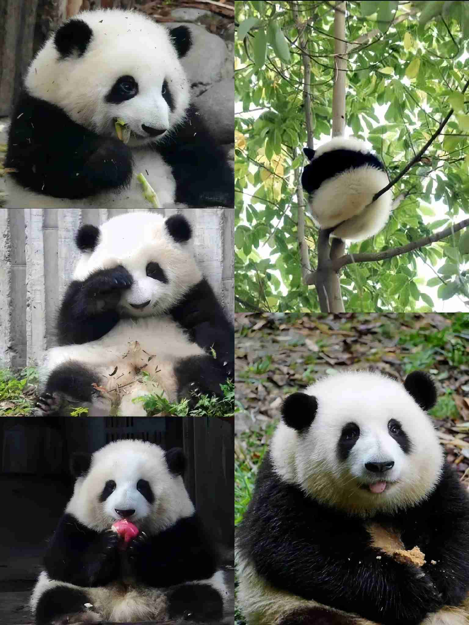 愛くるしい画像で癒やされたい