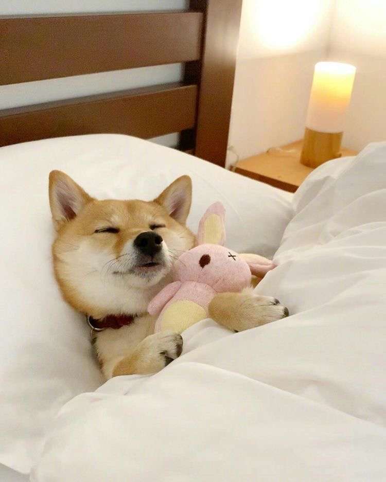 愛くるしい画像で癒やされたい