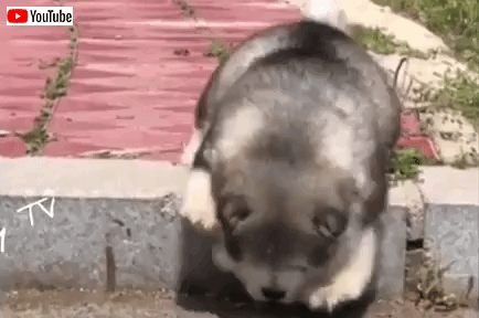 愛くるしい画像で癒やされたい