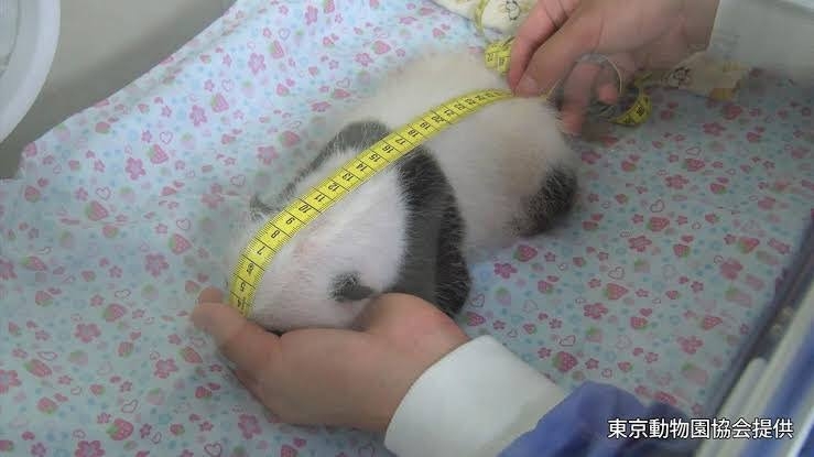 愛くるしい画像で癒やされたい