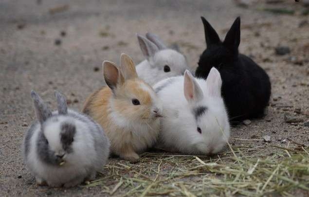 愛くるしい画像で癒やされたい