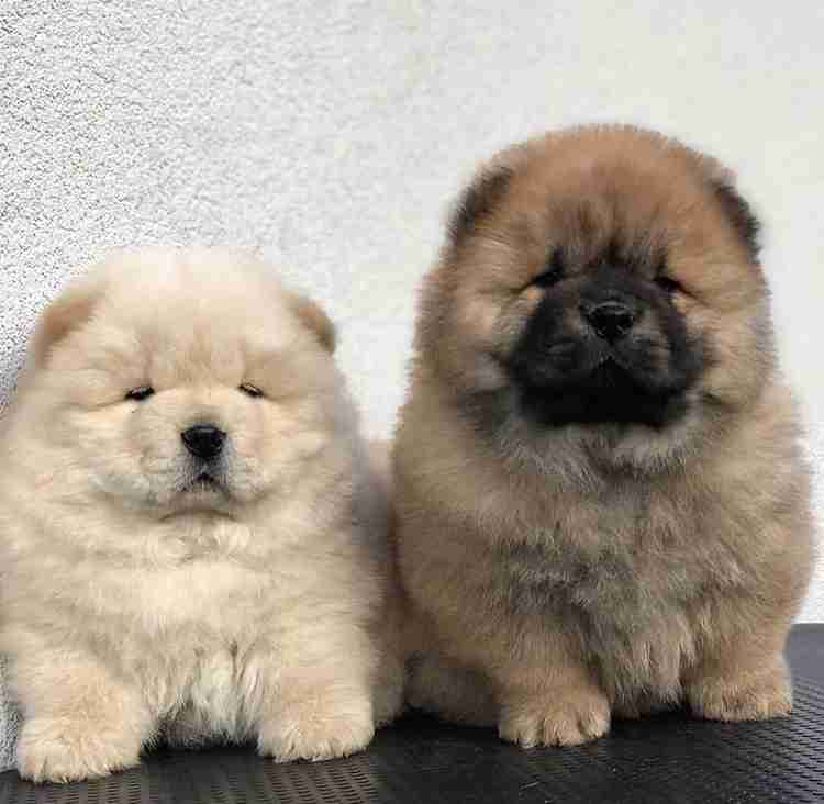 愛くるしい画像で癒やされたい