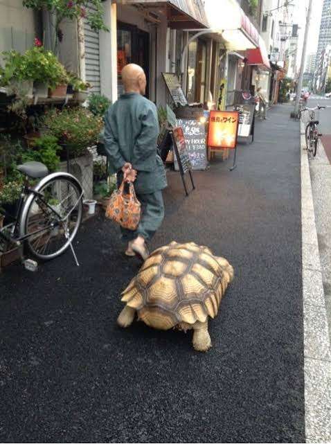 愛くるしい画像で癒やされたい