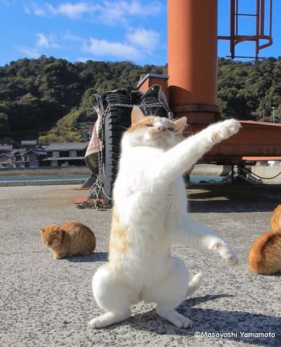 愛くるしい画像で癒やされたい