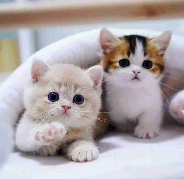 愛くるしい画像で癒やされたい